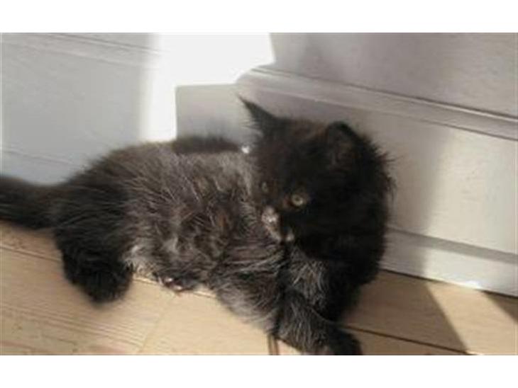 Maine Coon Codi  Nunu  billede 1