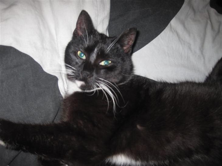 Blanding af racer Domino - Hej og velkommen til Domino´s profil:D billede 1