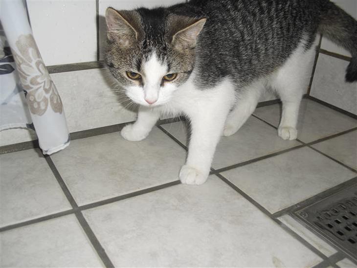 {{currentPhoto.altText}} billede {{currentPhoto.number}}