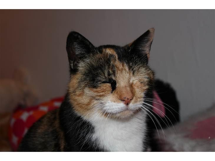 {{currentPhoto.altText}} billede {{currentPhoto.number}}