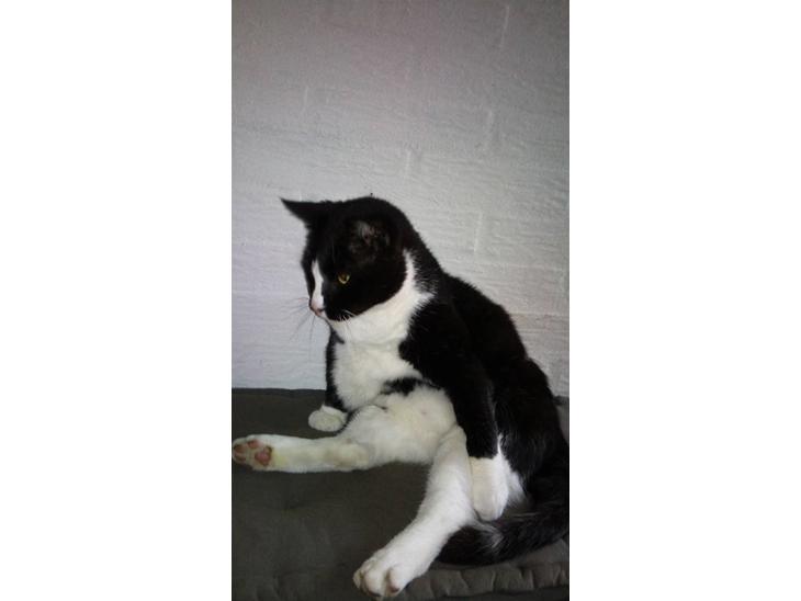 {{currentPhoto.altText}} billede {{currentPhoto.number}}