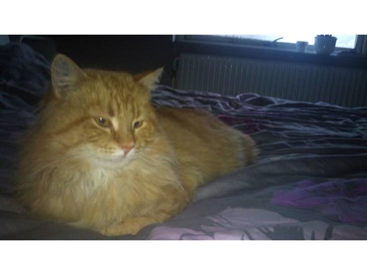 {{currentPhoto.altText}} billede {{currentPhoto.number}}