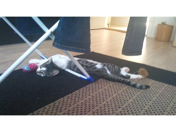 {{currentPhoto.altText}} billede {{currentPhoto.number}}