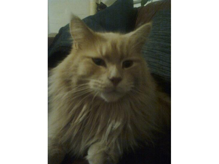 Blanding af racer Simba billede 1