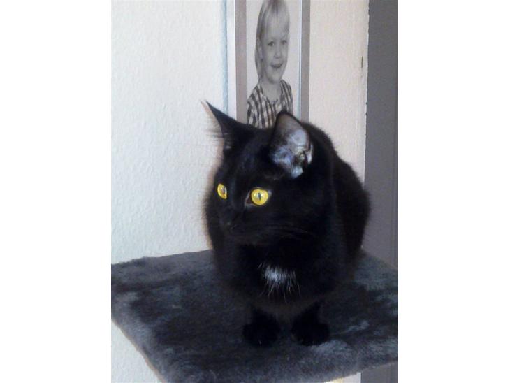 {{currentPhoto.altText}} billede {{currentPhoto.number}}