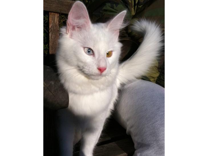 {{currentPhoto.altText}} billede {{currentPhoto.number}}