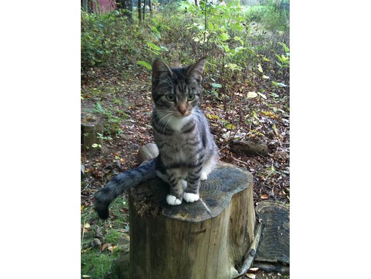 {{currentPhoto.altText}} billede {{currentPhoto.number}}