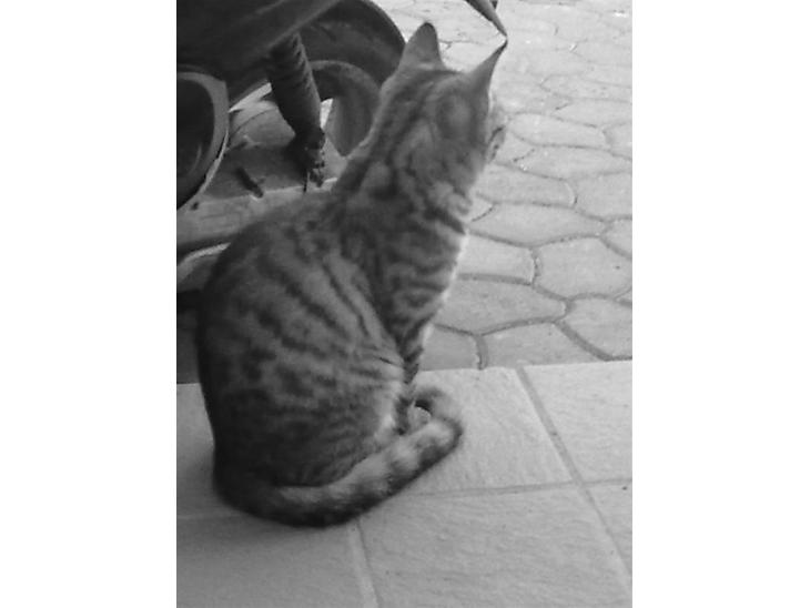 {{currentPhoto.altText}} billede {{currentPhoto.number}}