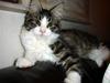 Maine Coon Ludvig. Død Marts 2011 [ Himmelkat]