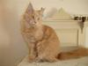 Maine Coon Buster