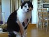 Huskat Zelda