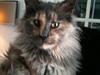 Maine Coon Amy