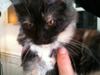 Maine Coon Jessie
