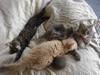Maine Coon Mischa
