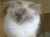 Hellig Birma Prinsesse