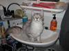 Maine Coon  Distiny (Tiny) [Tidl. kat]