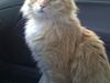 Blanding af racer Garfield 