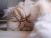 Perser Louie