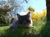 Maine Coon Killing [ Himmelkat]