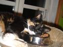 Blanding af racer Gringo - rip prinsesse