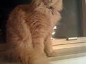 Maine Coon Pipper