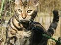 Bengal Ceres
