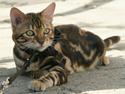 Bengal Mowgly