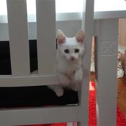 Blanding af racer Bella