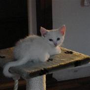 Blanding af racer Bella