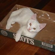 Blanding af racer Bella