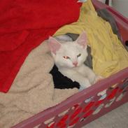 Blanding af racer Bella