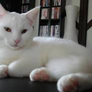 Blanding af racer Bella