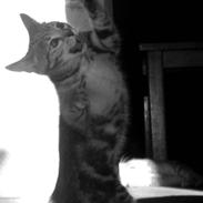 Blanding af racer Bodil (Dellepuden)