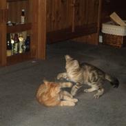 Blanding af racer Bodil (Dellepuden)