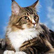 Maine Coon tappernøje´s Rocky