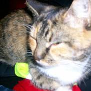 Huskat Epo *Epomissen*