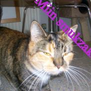 Huskat Epo *Epomissen*