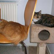 Huskat Epo *Epomissen*