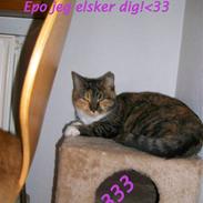 Huskat Epo *Epomissen*