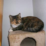 Huskat Epo *Epomissen*