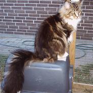 Maine Coon tappernøje´s Rocky