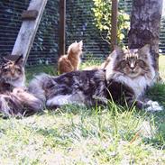 Maine Coon tappernøje´s Rocky