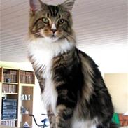 Maine Coon tappernøje´s Rocky
