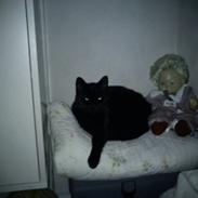 Blanding af racer Frida