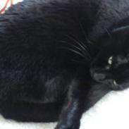 Blanding af racer Frida