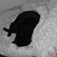 Blanding af racer Frida