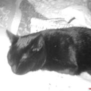 Blanding af racer Frida