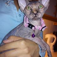 Sphynx Missy