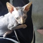 Sphynx Missy