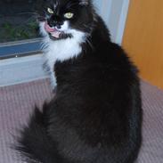 Blanding af racer O'Malley skov/hus